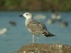 Yellow-legged Gull at Paglesham Lagoon (Steve Arlow) (113305 bytes)